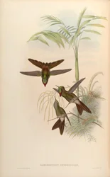 Ramphomicron heteropogon
